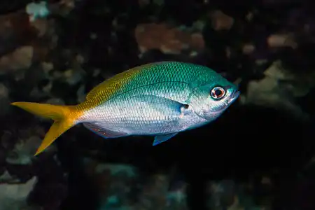 Fotografie druhu Caesio cuning