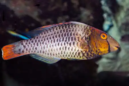 Fotografie druhu Cetoscarus bicolor