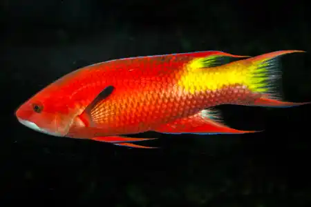 Fotografie druhu Bodianus pulchellus