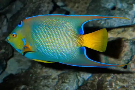 Fotografie druhu Holacanthus ciliaris