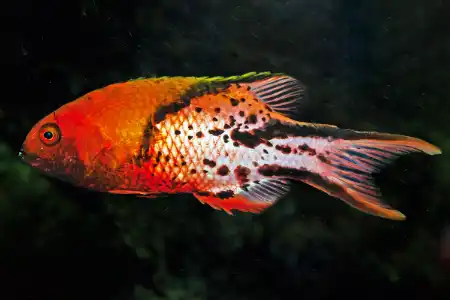 Fotografie druhu Bodianus anthioides