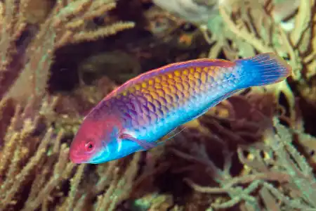 Fotografie druhu Cirrhilabrus solorensis