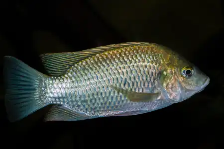 Fotografie druhu Sarotherodon galilaeus 