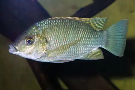 Fotografie druhu Sarotherodon galilaeus