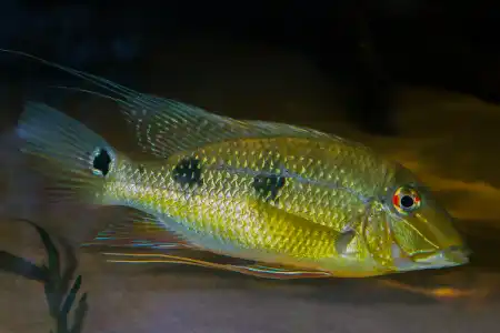 Fotografie druhu Satanoperca daemon