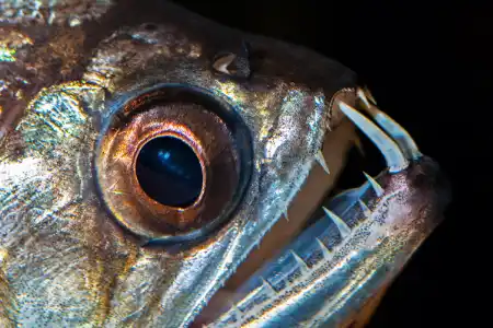 Fotografie druhu Hydrolycus scomberoides