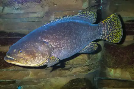 Fotografie druhu Epinephelus lanceolatus