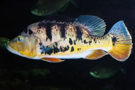 Fotografie druhu Cichla monoculus