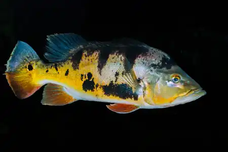 Fotografie druhu Cichla monoculus