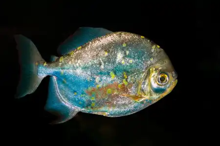 Fotografie druhu Myloplus rubripinnis