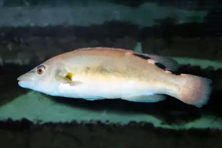 Fotografie druhu Labrus mixtus