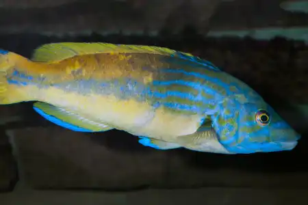 Fotografie druhu Labrus mixtus