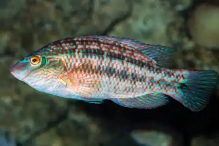 Fotografie druhu Symphodus melops