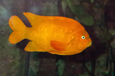 Fotografie druhu Hypsypops rubicundus