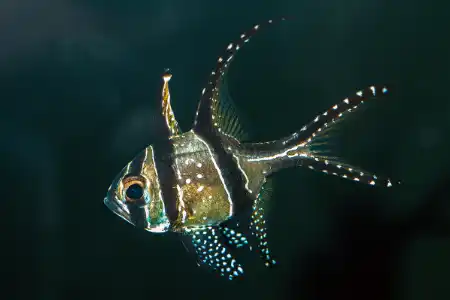 Fotografie druhu Pterapogon kauderni