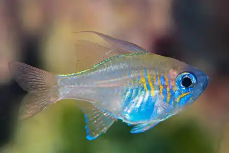 Fotografie druhu Zoramia leptacanthus