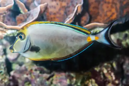 Fotografie druhu Naso lituratus
