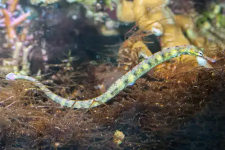 Fotografie druhu Corythoichthys haematopterus