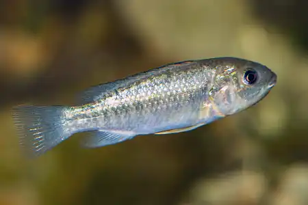 Fotografie druhu Oreochromis alcalicus