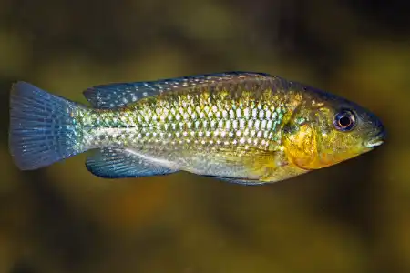 Fotografie druhu Oreochromis alcalicus