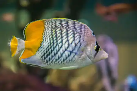 Fotografie druhu Chaetodon madagaskariensis