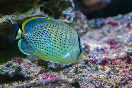 Fotografie druhu Chaetodon guttatissimus