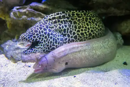 Fotografie druhu Gymnothorax favagineus