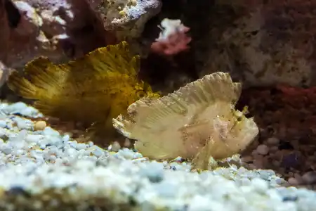 Fotografie druhu Taenianotus triacanthus