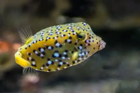 Ostracion cubicum
