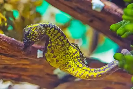 Fotografie druhu Hippocampus capensis