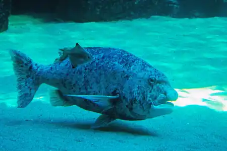 Cymatoceps nasutus