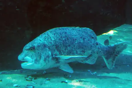 Cymatoceps nasutus