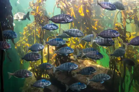 Fotografie druhu Rhabdosargus globiceps