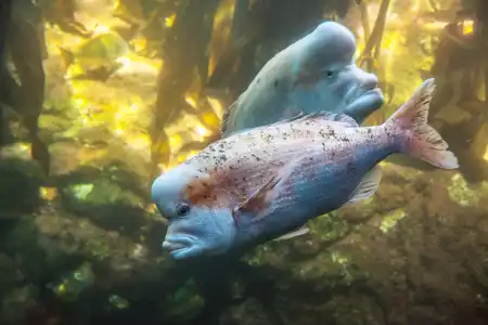 Fotografie druhu Chrysoblephus gibbiceps