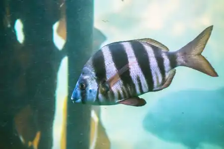 Fotografie druhu Diplodus hottentotus