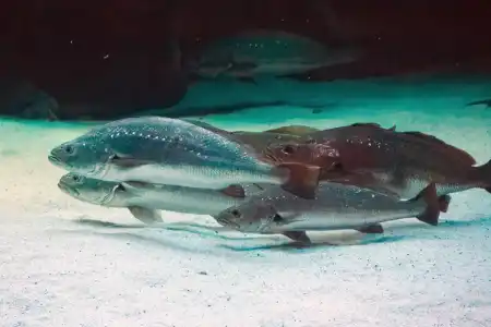 Fotografie druhu Argyrosomus japonicus