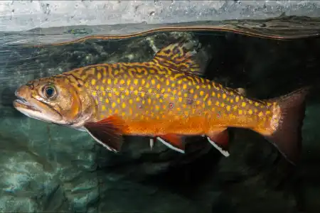 Fotografie druhu Salvelinus fontinalis