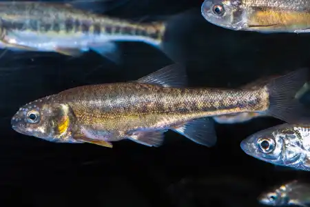 Fotografie druhu Phoxinus phoxinus