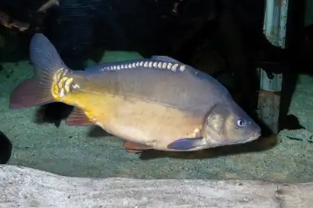 Fotografie druhu Cyprinus carpio