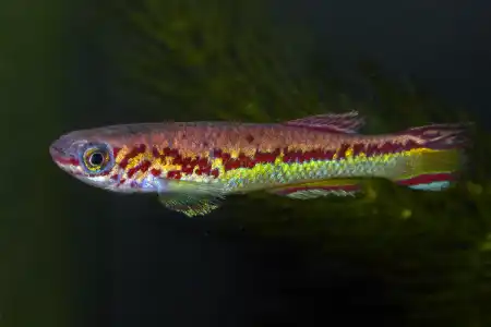 Fotografie druhu Fundulopanchax amieti