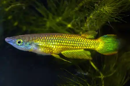 Fotografie druhu Aplocheilus lineatus