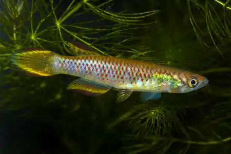 Fotografie druhu Epiplatys infrafasciatus