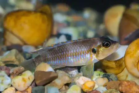 Fotografie druhu Neolamprologus ocellatus