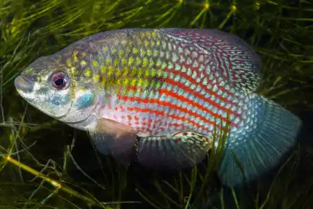 Jordanella floridae