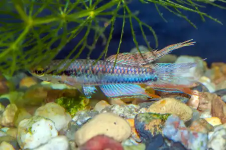 Aphyosemion bivittatum