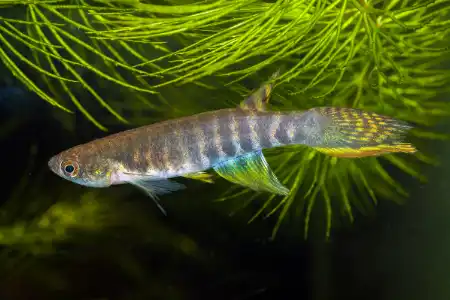 Fotografie druhu Moema peruensis