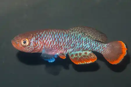 Fotografie druhu Nothobranchius kafuensis
