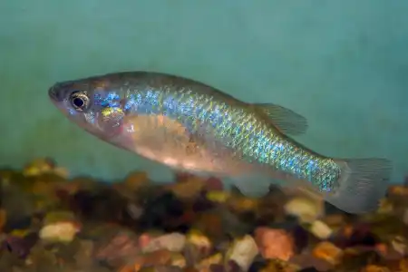 Fotografie druhu Xenoophorus captivus