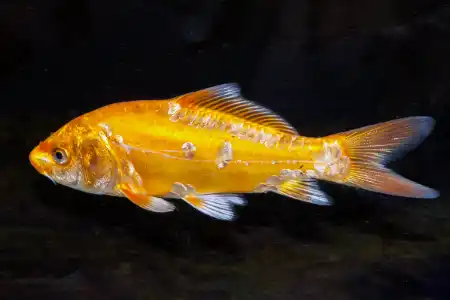 Fotografie druhu Cyprinus carpio