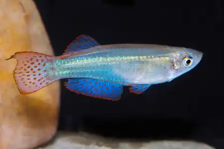 Fotografie druhu Procatopus aberrans